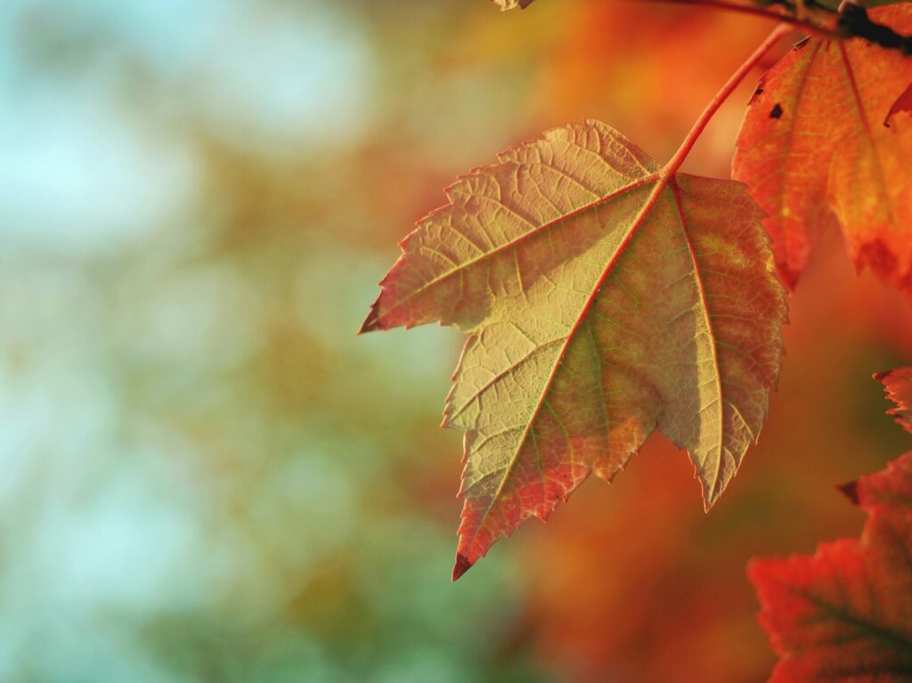 Autumn beauty mood with warm palette